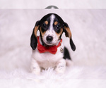 Small #2 Dachshund