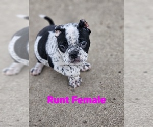 American Bully Puppy for sale in LOUISVILLE, KY, USA
