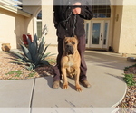 Small Photo #3 Cane Corso Puppy For Sale in APPLE VALLEY, CA, USA
