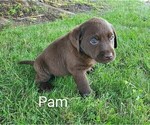 Small #4 Labrador Retriever