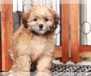 ShihPoo Puppy for sale in NAPLES, FL, USA