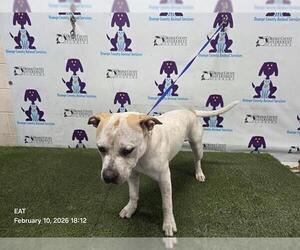 Mutt Dogs for adoption in Orlando, FL, USA