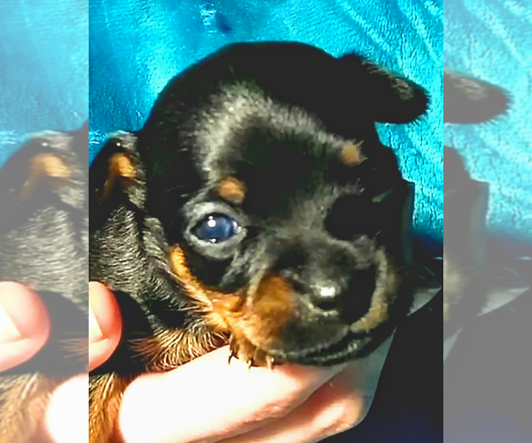 Medium Photo #1 Chihuahua Puppy For Sale in BLACKSTONE, VA, USA