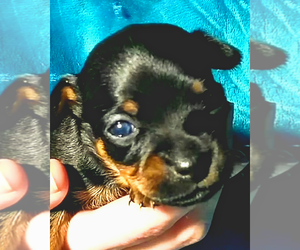 Chihuahua Puppy for sale in BLACKSTONE, VA, USA