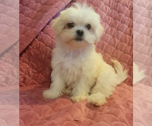 Mal-Shi Puppy for sale in CONWAY, SC, USA