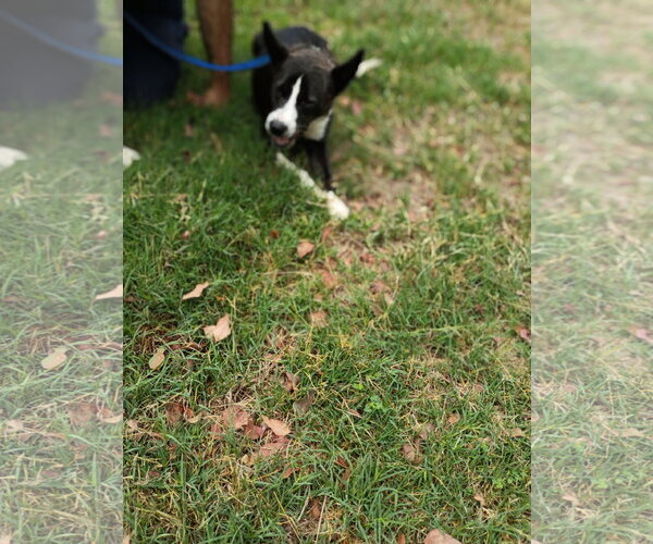 Medium Photo #5 Border Collie Puppy For Sale in Pacific grove , CA, USA