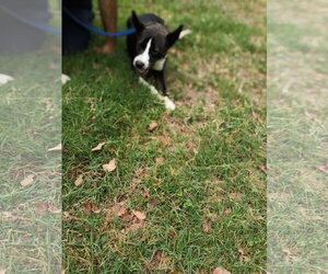 Zoey - Female Border Collie Dog for Adoption - Photo #5