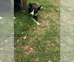 Small Photo #5 Border Collie Puppy For Sale in Pacific grove , CA, USA
