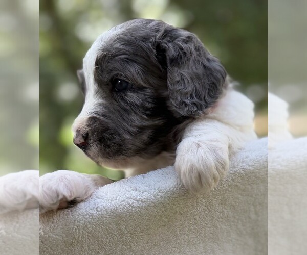 Medium Photo #22 Goldendoodle Puppy For Sale in PIERSON, FL, USA