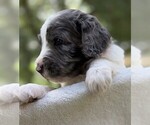 Small #6 Goldendoodle