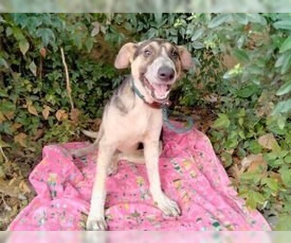 Medium Photo #4 Mutt Puppy For Sale in Brewster, NY, USA