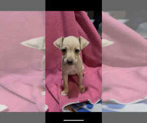Dachshund-Unknown Mix Dogs for adoption in Brewster, NY, USA