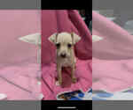 Small Dachshund Mix