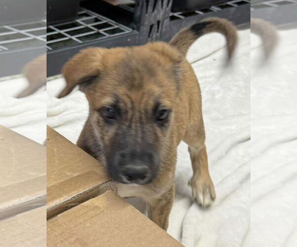 Medium Photo #2 Collie-German Shepherd Dog Mix Puppy For Sale in Mechanicsburg, PA, USA