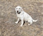 Small Photo #1 English Cream Golden Retriever-Goldendoodle Mix Puppy For Sale in MOORCROFT, WY, USA