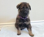 Small Photo #1 German Shepherd Dog Puppy For Sale in KERENS, TX, USA