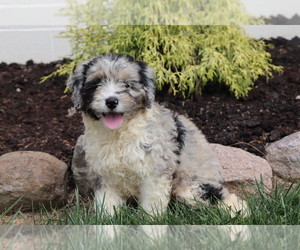 Aussiedoodle Puppy for sale in SHILOH, OH, USA
