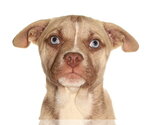 Small French Bulldog-Siberian Husky Mix