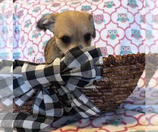 Medium Photo #9 Chihuahua-Unknown Mix Puppy For Sale in Pacolet, SC, USA