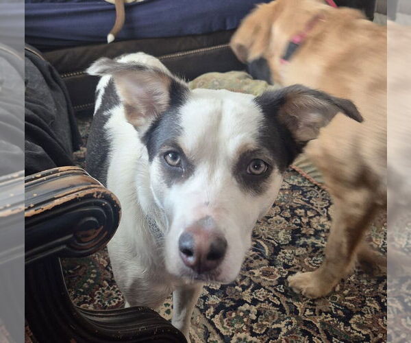 Medium Photo #1 Siberian Husky-Unknown Mix Puppy For Sale in Aurora, IN, USA