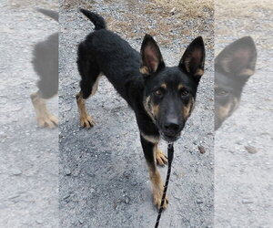 Baby Bear: at shelter - Male German Shepherd Dog Dog for Adoption - Photo #3