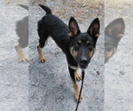 Small Photo #3 German Shepherd Dog Puppy For Sale in Rustburg, VA, USA