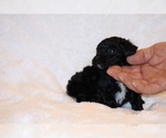 Small #6 Poodle (Toy)