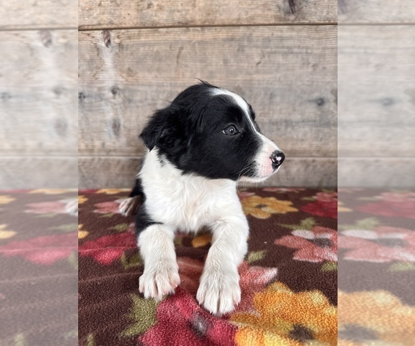 Medium Photo #14 Border Collie Puppy For Sale in VERMONTVILLE, MI, USA