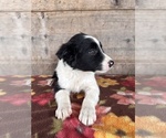 Small #13 Border Collie