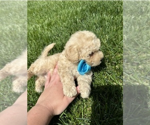 Poodle (Toy) Puppy for sale in ROSEVILLE, CA, USA