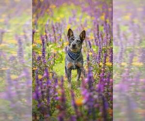 Mutt Dogs for adoption in Belleville, IL, USA
