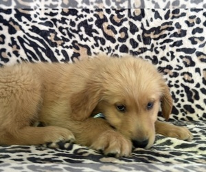 Golden Retriever Puppy for sale in LANCASTER, PA, USA