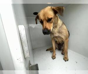 Catahoula Leopard Dog Dogs for adoption in Houston, TX, USA