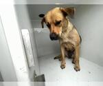 Small Catahoula Leopard Dog