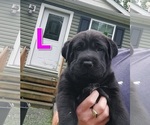 Puppy 3 Chinese Shar-Pei-German Shepherd Dog Mix