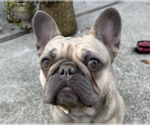French Bulldog Dogs for adoption in San Ramon, CA, USA