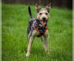 Small #4 Mutt