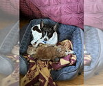 Small #7 Rat Terrier