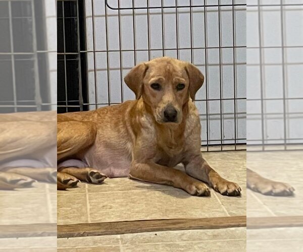 Medium Photo #4 Labrador Retriever-Unknown Mix Puppy For Sale in Holly Springs, NC, USA