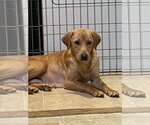 Small #3 Labrador Retriever Mix
