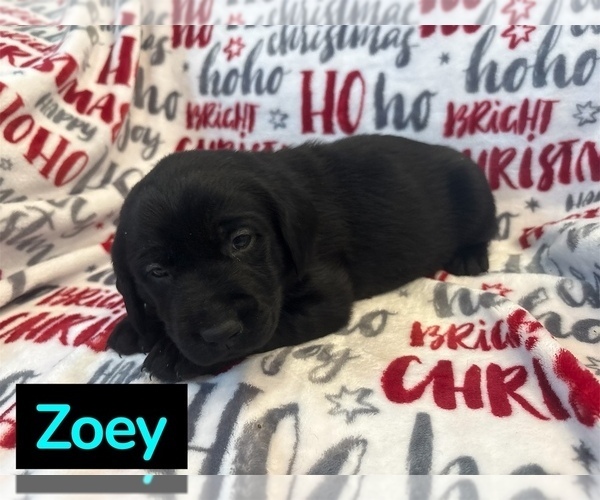 Medium Photo #8 Labrador Retriever Puppy For Sale in FAYETTEVILLE, OH, USA