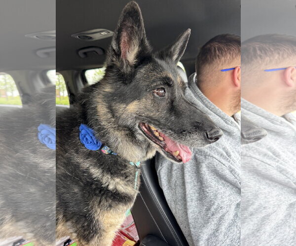 Medium Photo #4 German Shepherd Dog Puppy For Sale in Leavenworth, KS, USA