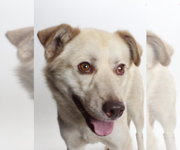 Medium Photo #1 Huskies -Unknown Mix Puppy For Sale in Burbank, CA, USA