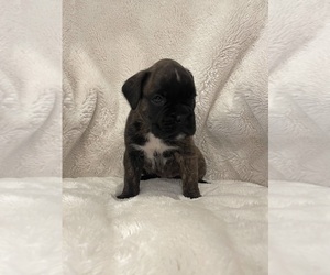 Boxer Puppy for sale in PROSSER, WA, USA