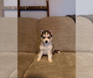 Medium Siberian Husky
