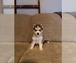 Puppy Burger King Siberian Husky