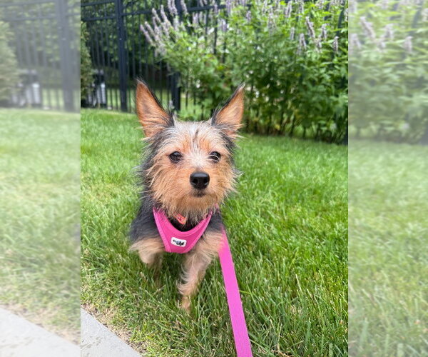 Medium Photo #2 Mutt Puppy For Sale in Lawrenceville, NJ, USA