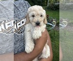 Puppy Puppy 1 Fluffy Goldendoodle (Miniature)