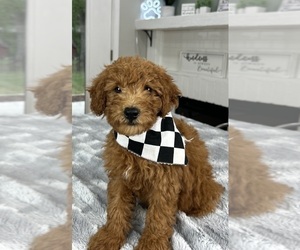 Goldendoodle (Miniature) Puppy for sale in INDIANAPOLIS, IN, USA