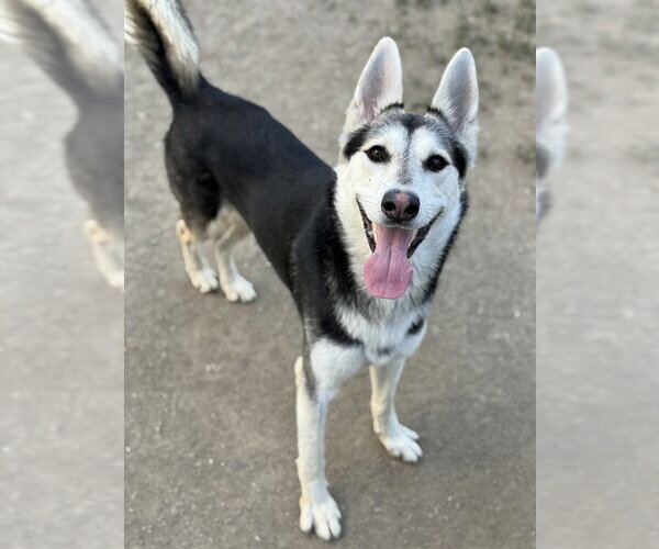 Medium Photo #1 Siberian Husky-Unknown Mix Puppy For Sale in Riverside, CA, USA